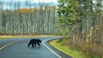 A bear on the road